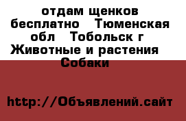 отдам щенков бесплатно - Тюменская обл., Тобольск г. Животные и растения » Собаки   